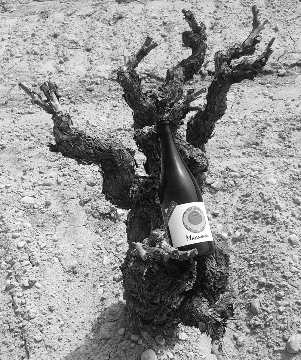Botella de Macameu apoyada en una cepa vieja sobre suelo de cantos rodados, en blanco y negro