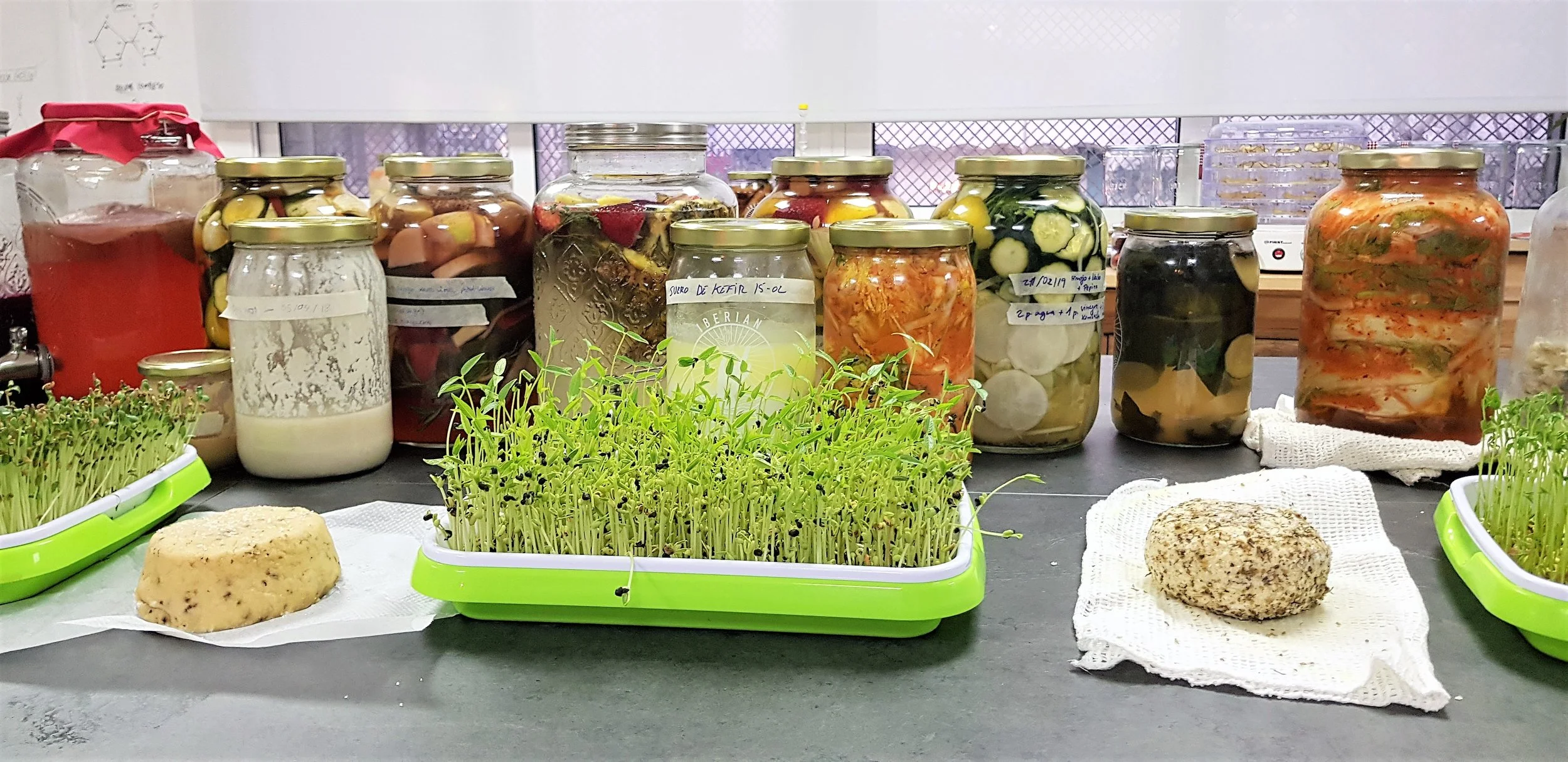 Manos amasando kimchi con guantes durante la práctica de fermentación de vegetales