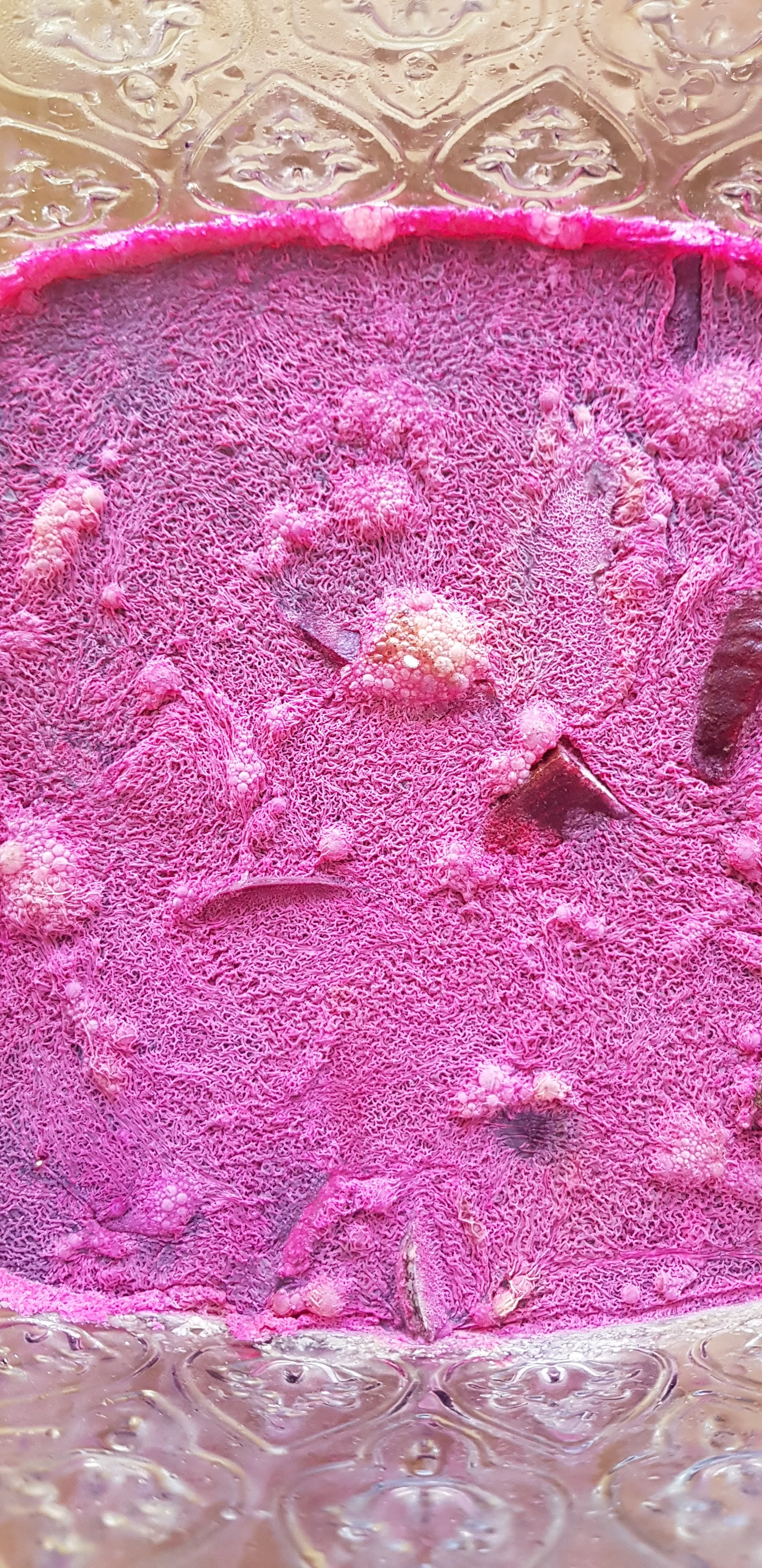 Tarros de vegetales fermentados terminados al cierre de una formación