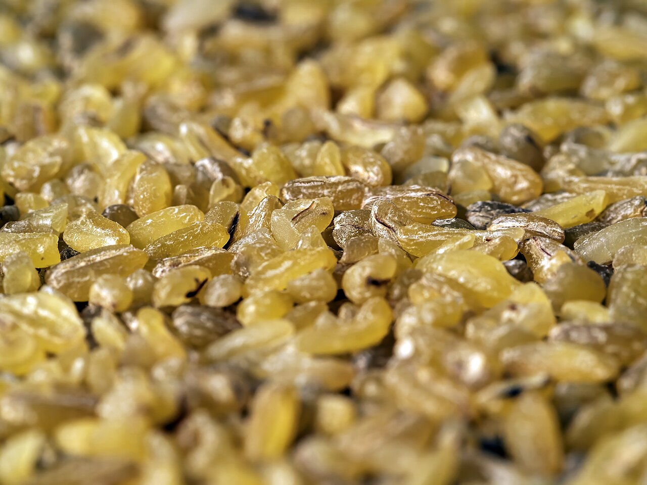 Bulgur grueso (nº 3–4): grano de trigo cocido, secado y partido, fotografiado de cerca