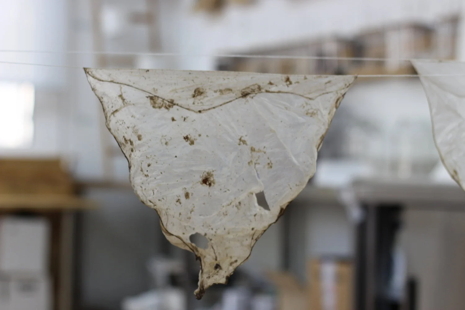 SCOBY, un mundo por descubrir!