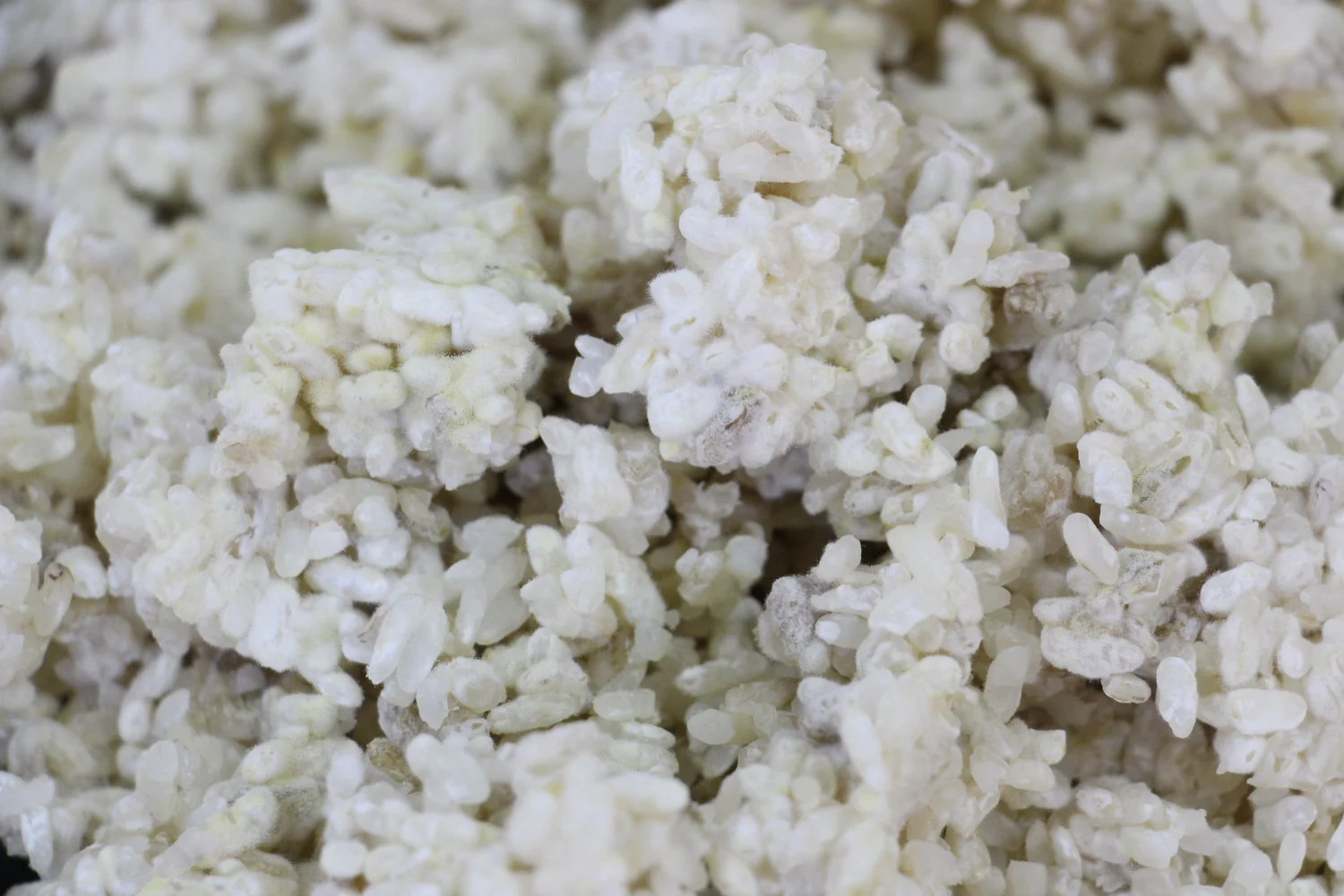 Primer plano de arroz cubierto por el micelio del koji