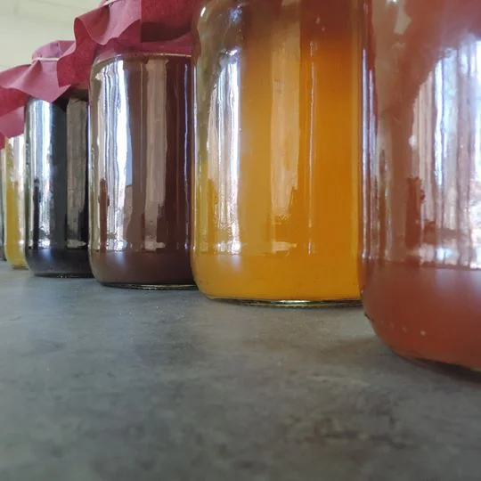 Garrafas de kombucha durante la fermentación