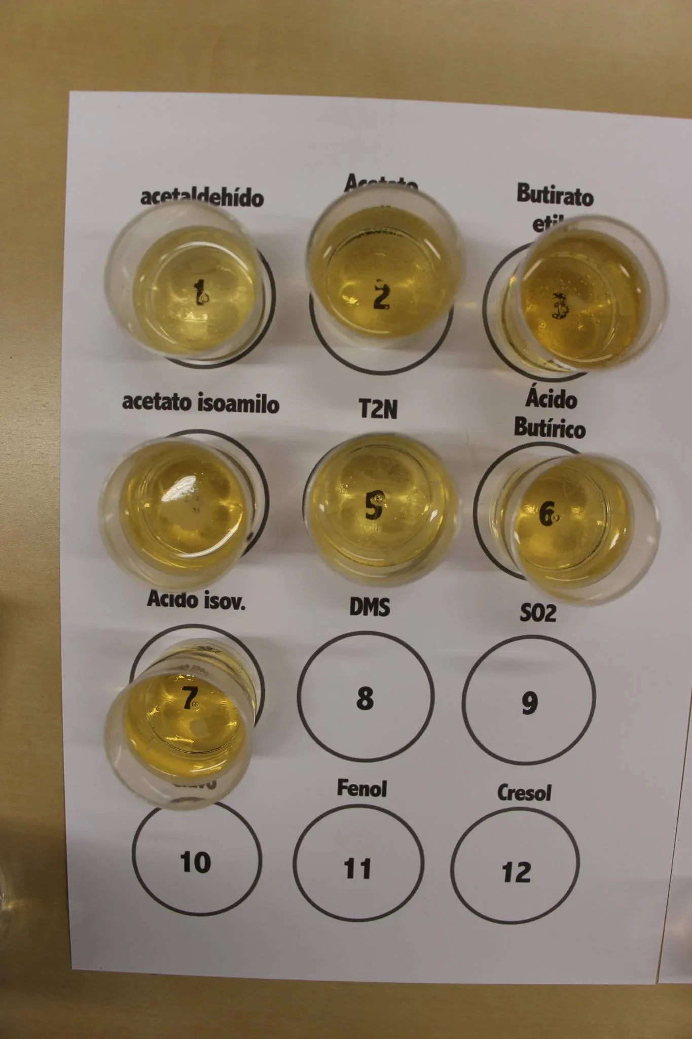 Panel de doce muestras de defectos de la cerveza preparadas para la sesión de cata