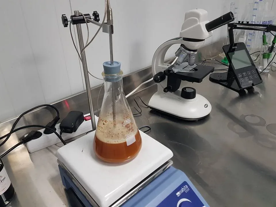 Matraz con mosto sobre agitador magnético y microscopio en el laboratorio del Instituto
