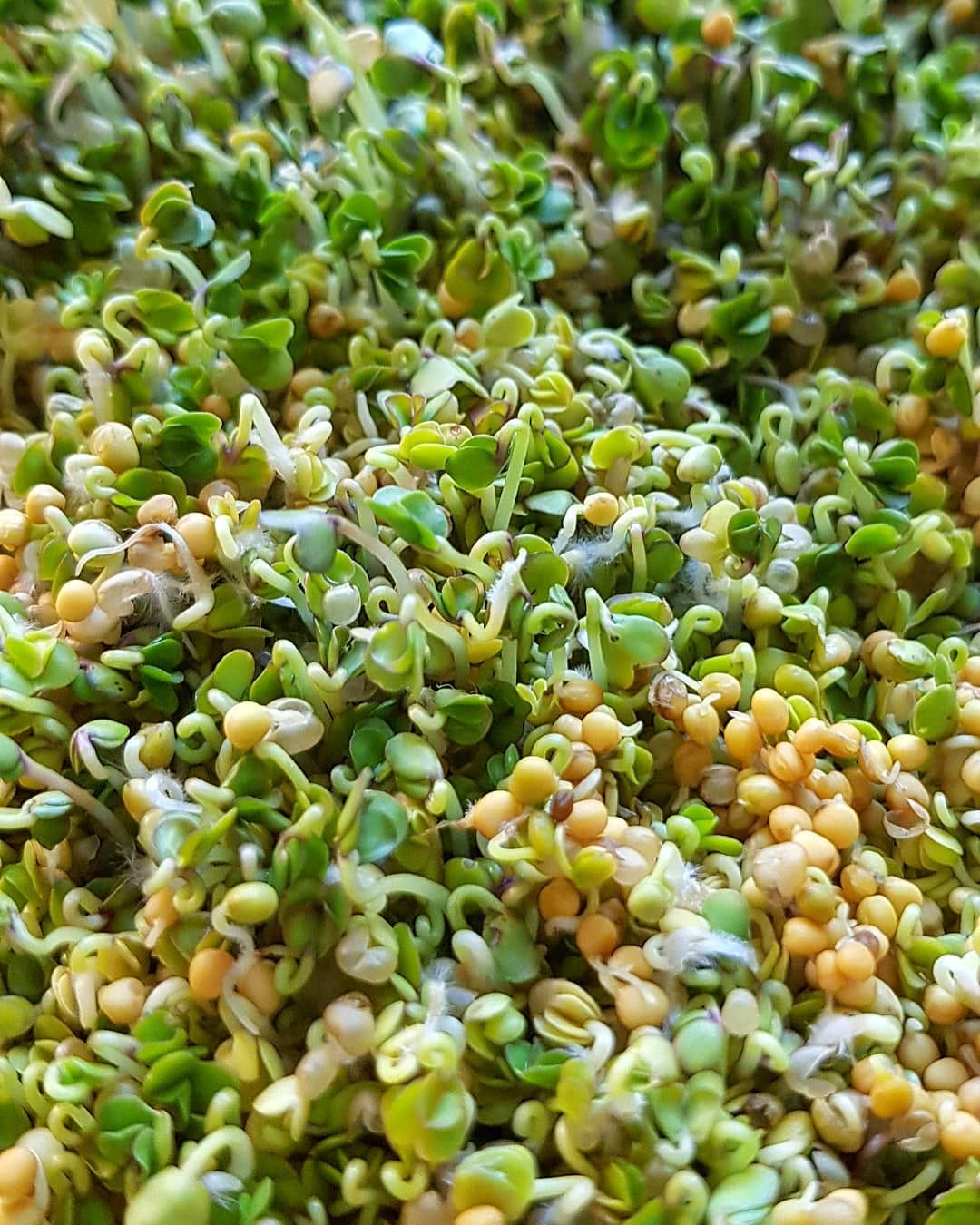 Germinando mostaza para nuevas experimentaciones. Muy pronto más novedades. 😊