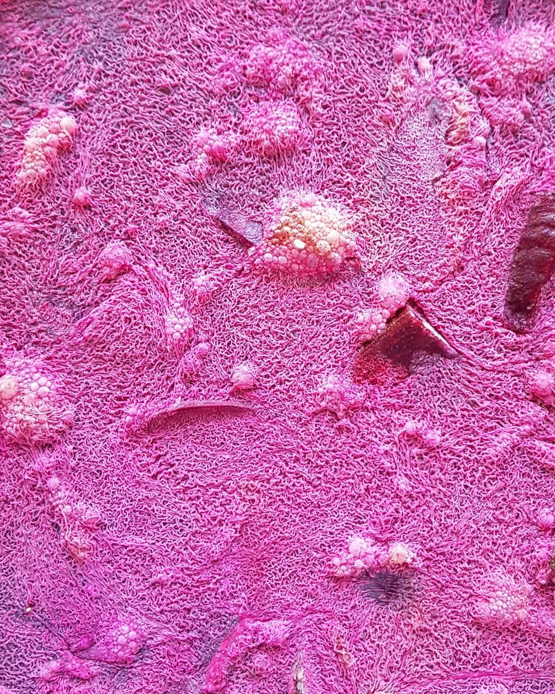 👉Cursos de fermentación en Barcelona, alimentate cocinando fermentados mientras cuidas tu salud y conoces nuevos métodos