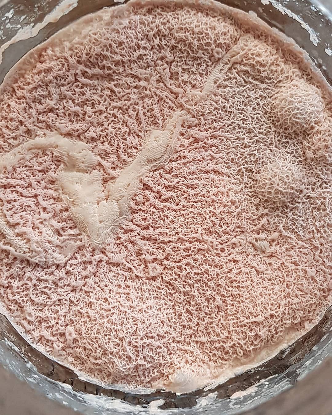 👨🔬Un cultivo de diversas cepas de lactobacillus procedentes del centeno en un simple tarro. Ven a nuestros cursos de co