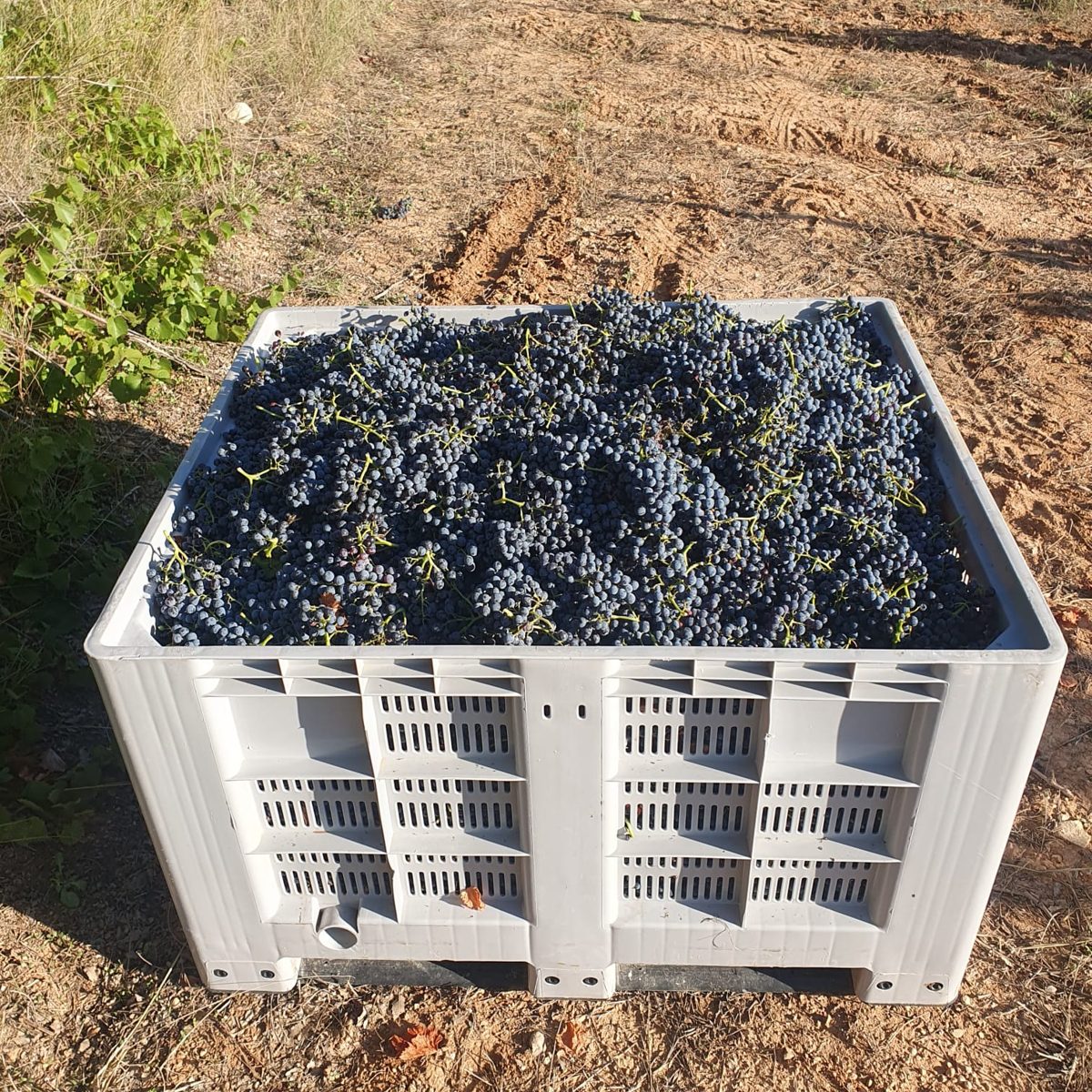 Caja de vendimia llena de uva tinta recién recogida en el viñedo